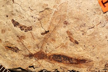 Media type: image;   Entomology PALE-1320